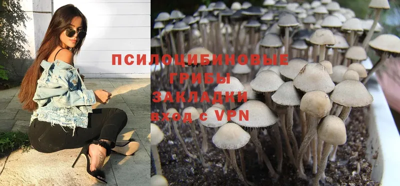 купить  цена  Майкоп  Галлюциногенные грибы Psilocybe 